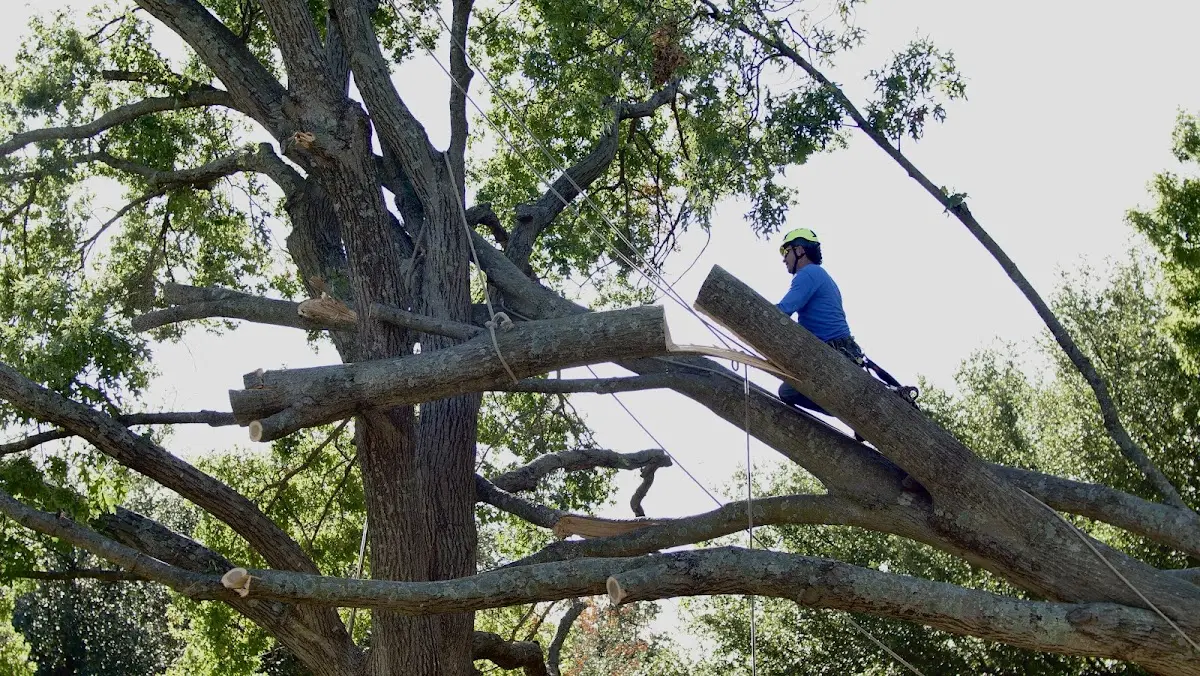 Professional Hazardous Tree Removal performed by certified arborists in Strafford