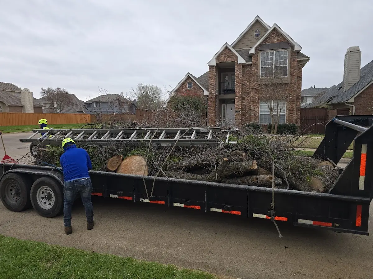 Expert Tree Pest Control with proper safety equipment in Strafford